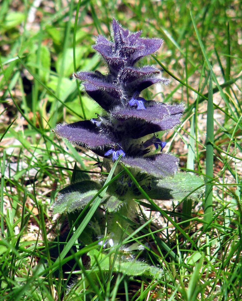 Аюга туркестанская. Живучка пирамидальная (Ajuga pyramidalis). Аюга живучка. Живучка Туркестанская. Живучка ёлочковидная.