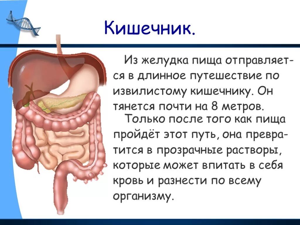 Почему выделяется желудок. Строение тела человека кишечник. Строение органов человека кишечник.