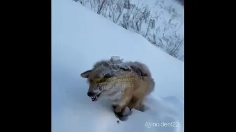 80 звери замерзли