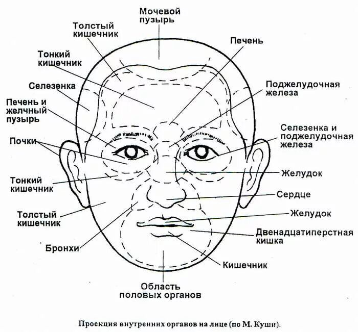 Линии ниже глаз. Огулов проекция органов на лице. Точки на лице проекция органов. Схема органов на лице. Схема проекции органов на лице.