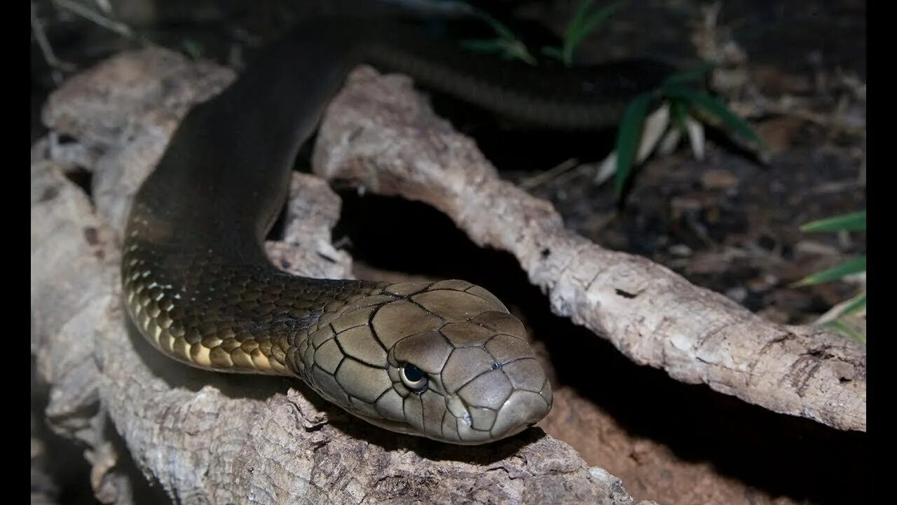 The cobra is a common poison