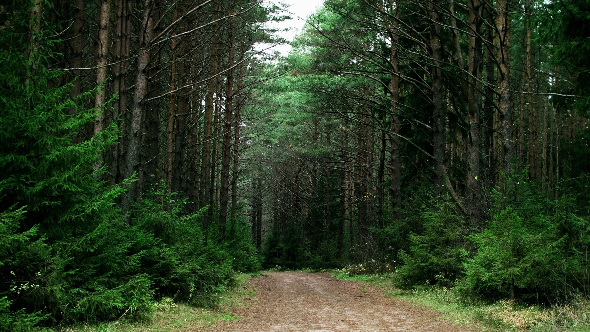 I see a forest