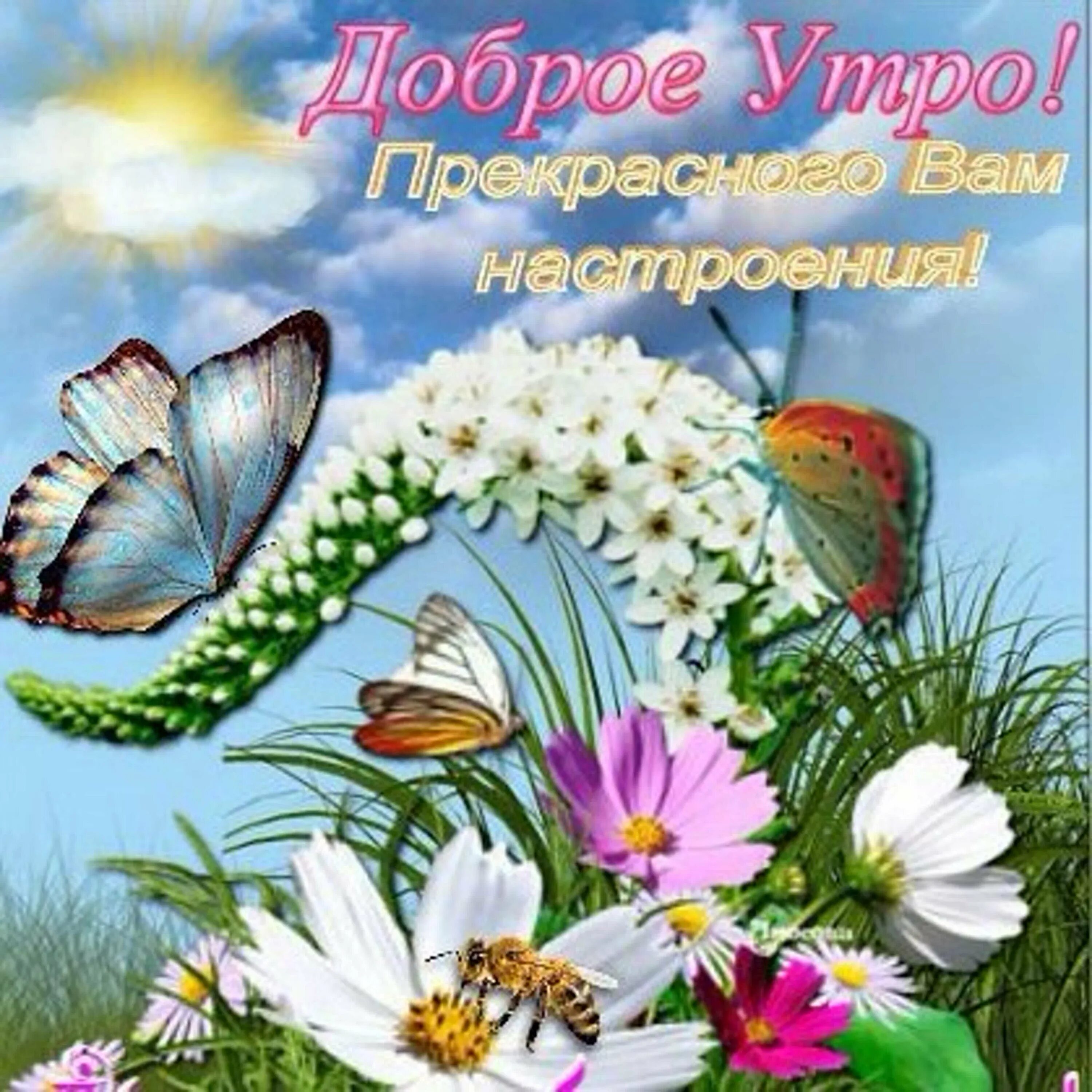 Красивые картинки с пожеланиями лета. Доброе летнее утро среды. Доброго летнего дня среды. Открытки с добрым утром среды с пожеланиями. Поздравление со средой и добрым утром.