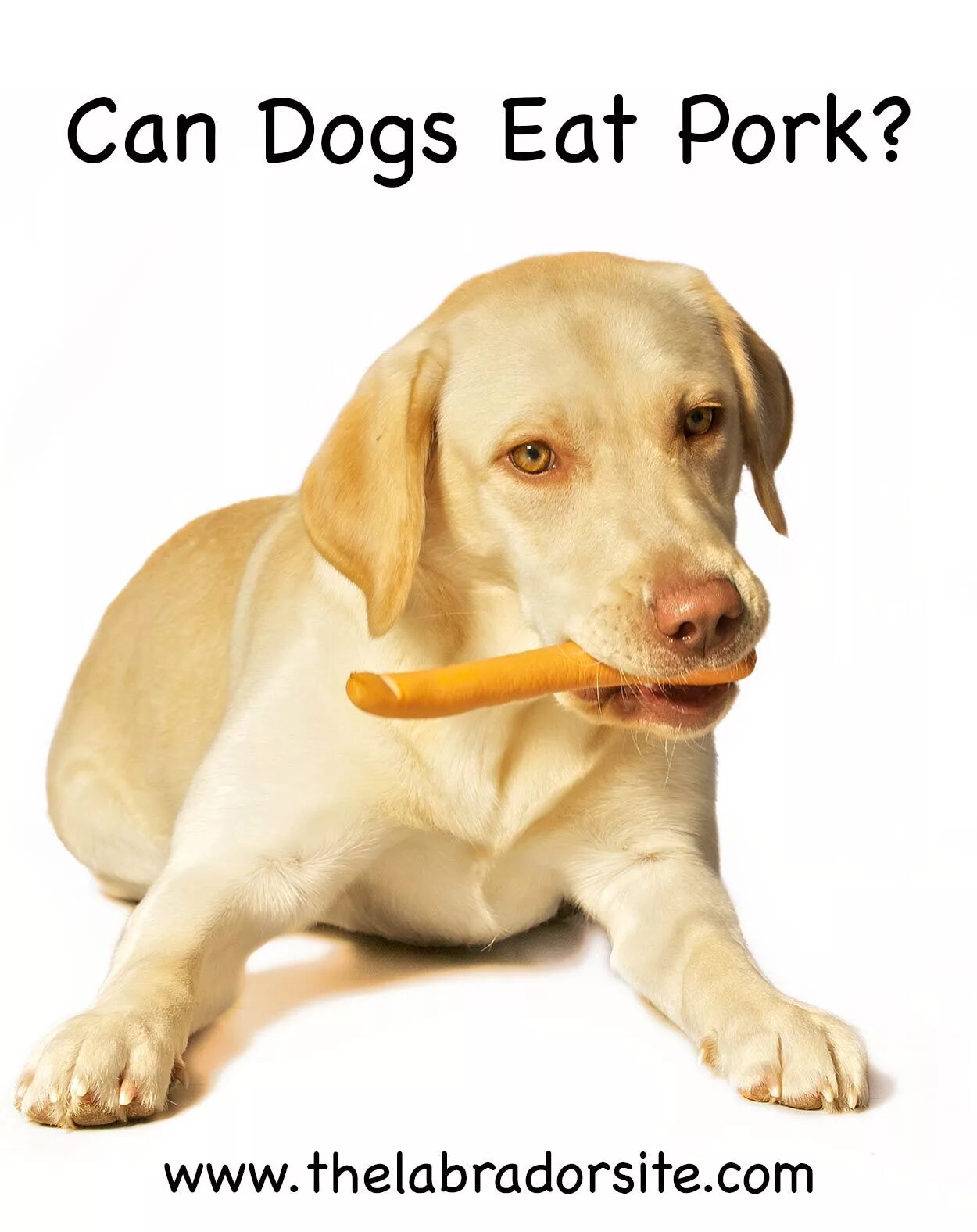 Dog eat Dog. Dog eat Dog группа. Витамины для животных reddog. Dog eat интернет магазин. Dogs eat перевод на русский
