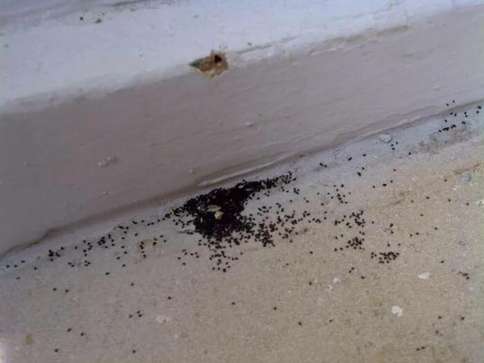 Муравьи домашние мелкие. Маленькие муравьи в квартире. Следы от муравьев в квартире. Маленькие муравьи в квартире в ванной.