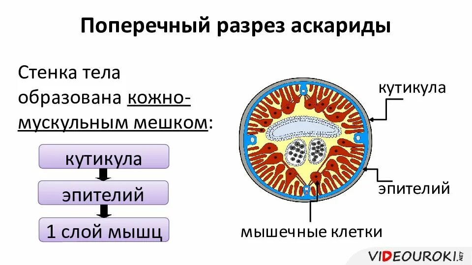 Строение кожно мускульного мешка. Круглые черви строение кожно мускульного мешка. строение покровов круглых червей. кожно-мускульный мешок у круглых червей. кожно мускульный мешок аскариды.