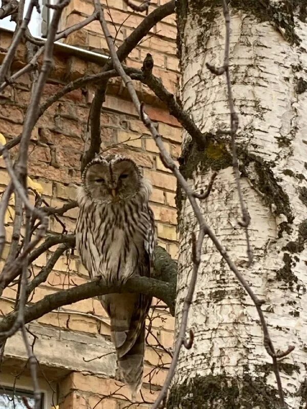 приметы о сове 2 класс. прилетела сова к дому к чему примета. приметы о филине. птичка залетела в дом примета. суеверия про птиц.