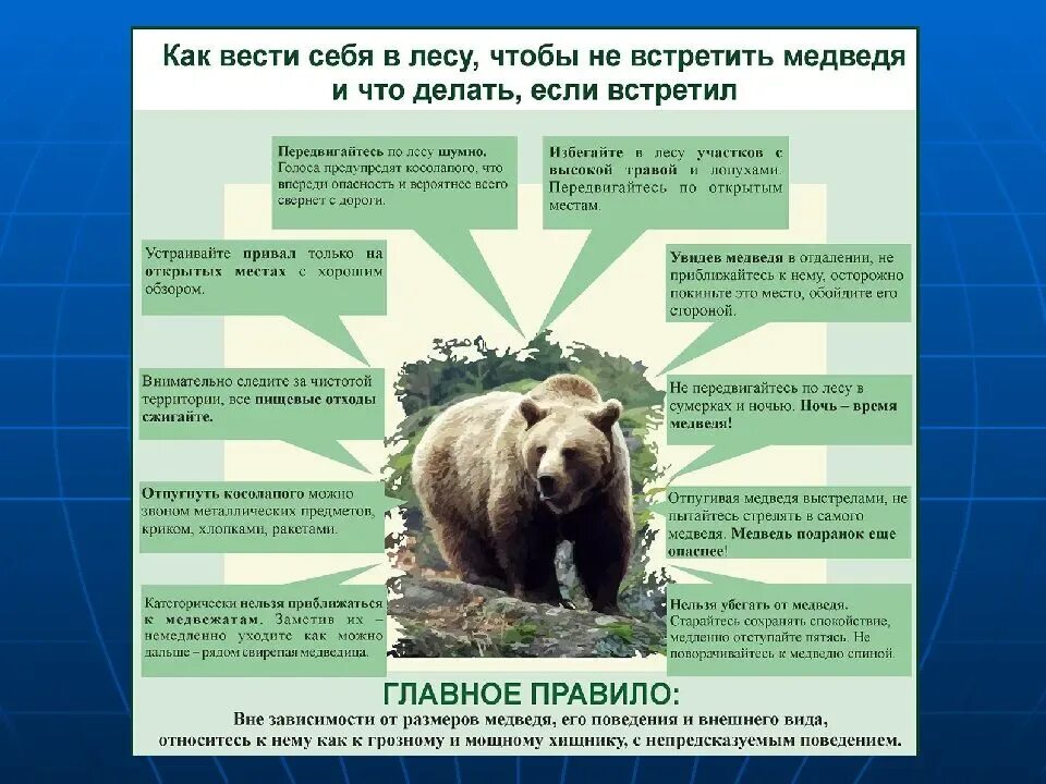 Поведение при встрече с диким животным. Если встретил медведя. безопасность при встрече с медведем. памятка поведения при встрече с медведем. памятка медведь.