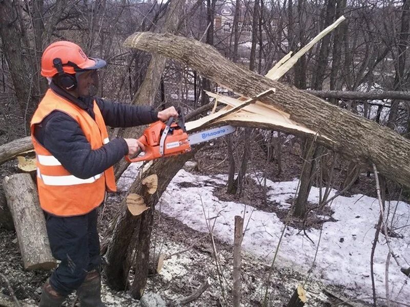 Уборка опасных деревьев на лесосеке. Спил дерева расчистка. Спиленное дерево. Распиливание дерева. Пилящие деревья работники