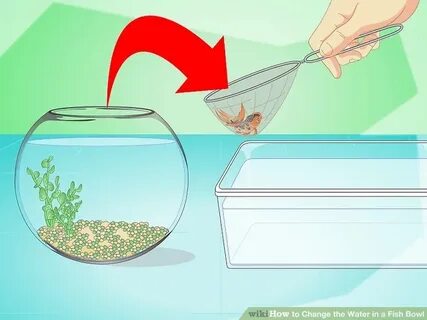 Как давать рыбам воду