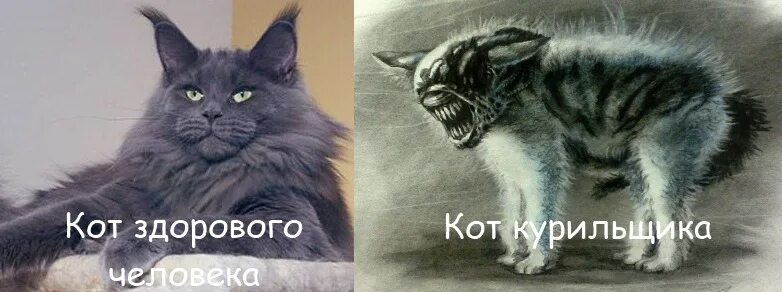 Сколько кошек у нормально человека. Сколько кошек у нормального человека. У нормального человека 1-2 кошки. Нормальный кот. Нормальные котики.