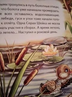 Серая шейка отзыв