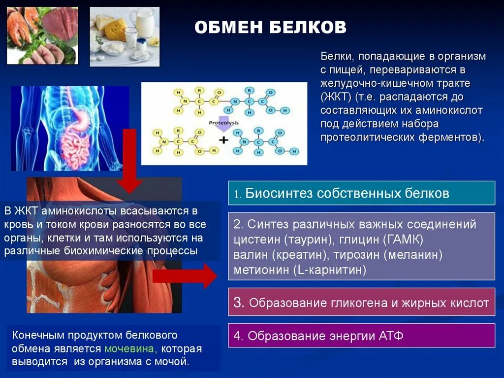 Белки являются поставщиками в организм. Белок в организме строение. Белковые структуры в организме человека. Белки в организме распадаются до. Собственные белки человека