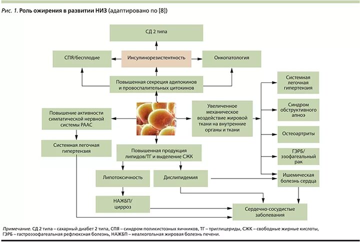 Неалкогольная жировая печень клинические рекомендации. Заболевания ассоциированные с ожирением. Ожирение заболевания патогенез. Неалкогольная жировая болезнь печени этиология. Факторы риска и этиология ожирения.