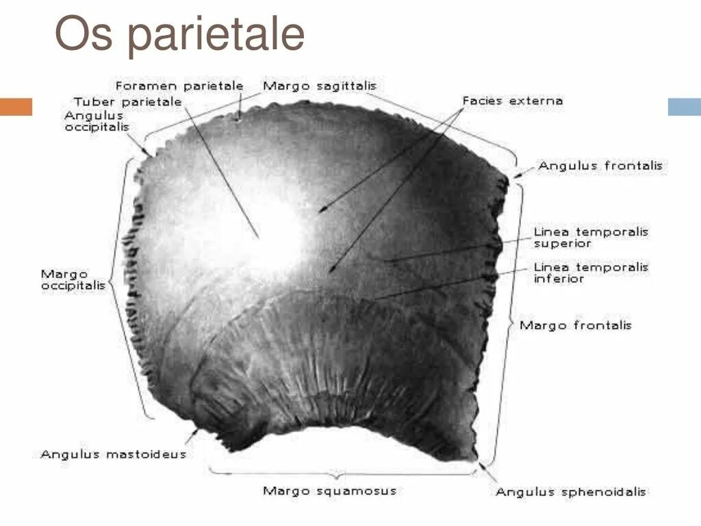 Теменная кость черепа анатомия. Теменная кость анатомия строение. Правая теменная кость строение. Теменная кость внутренняя поверхность.