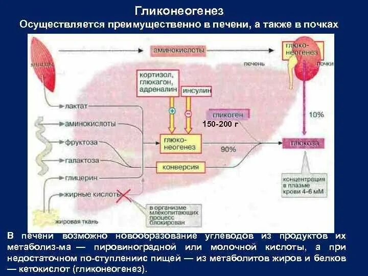 Органы участвующие в белковом обмене. Обменные процессы в печени. Метаболизм белков в печени. Метаболизм аминокислот в печени. Метаболизм липидов в почках.