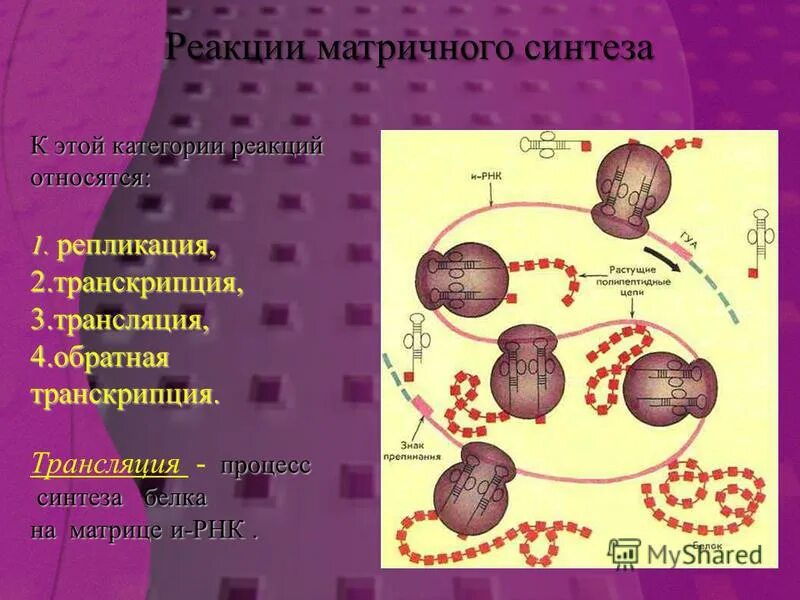 выберите три реакции матричного синтеза