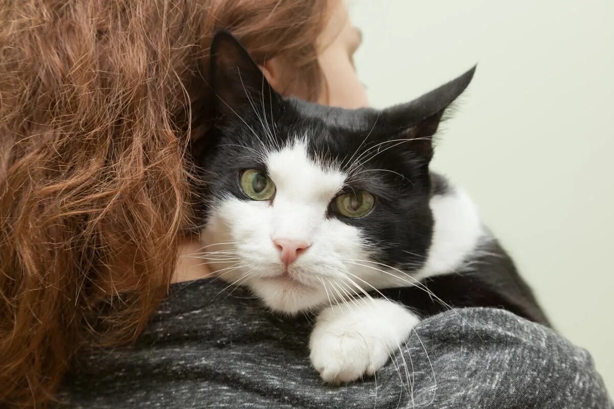 Animal communication. Польза кошек для человека. Коты эмоции. Может ли кошка чувствовать. Может ли кошка чувствовать.