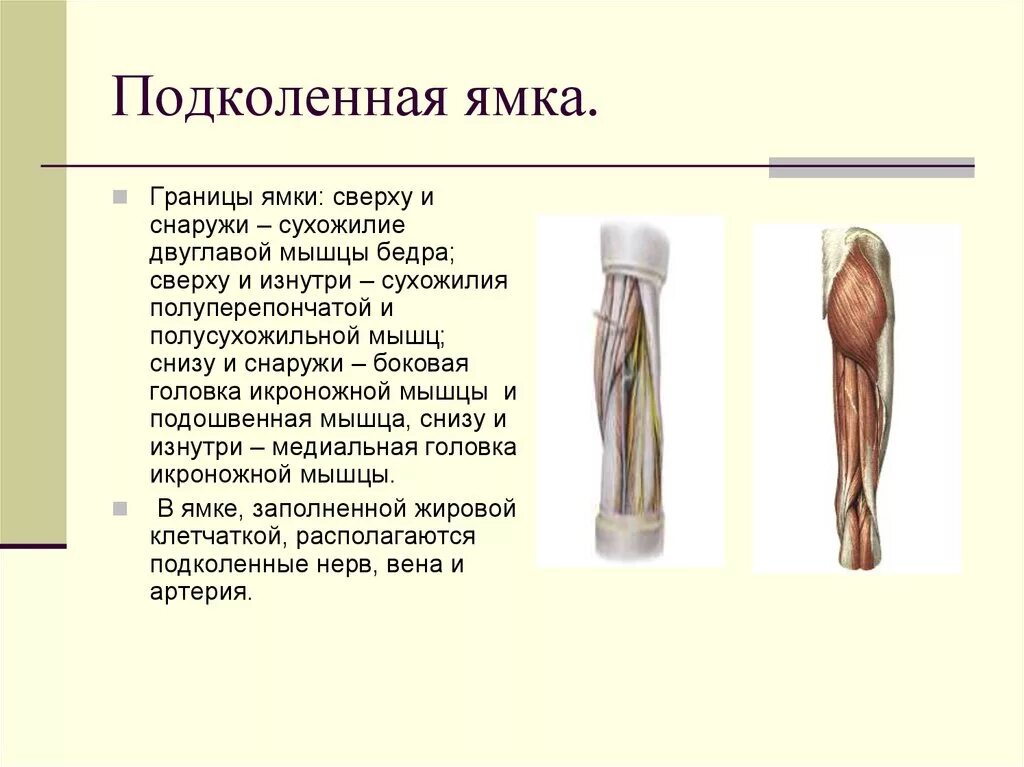 Сверху кожа снизу. Подколенная ямка топографическая анатомия. Подколенная ямка образование анатомия. 13. Топографическая анатомия подколенной ямки.. Топографические образования бедра и подколенной ямки.