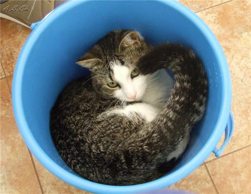 Топили кошку. Кот в ведре с водой. Топили кошку. Кот в ведре. Топили кошку.