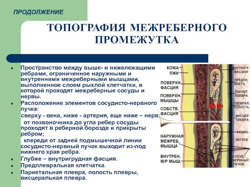 Соединительная ткань фасции