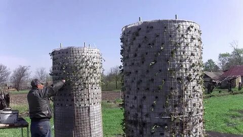 Вертикальная посадка клубники