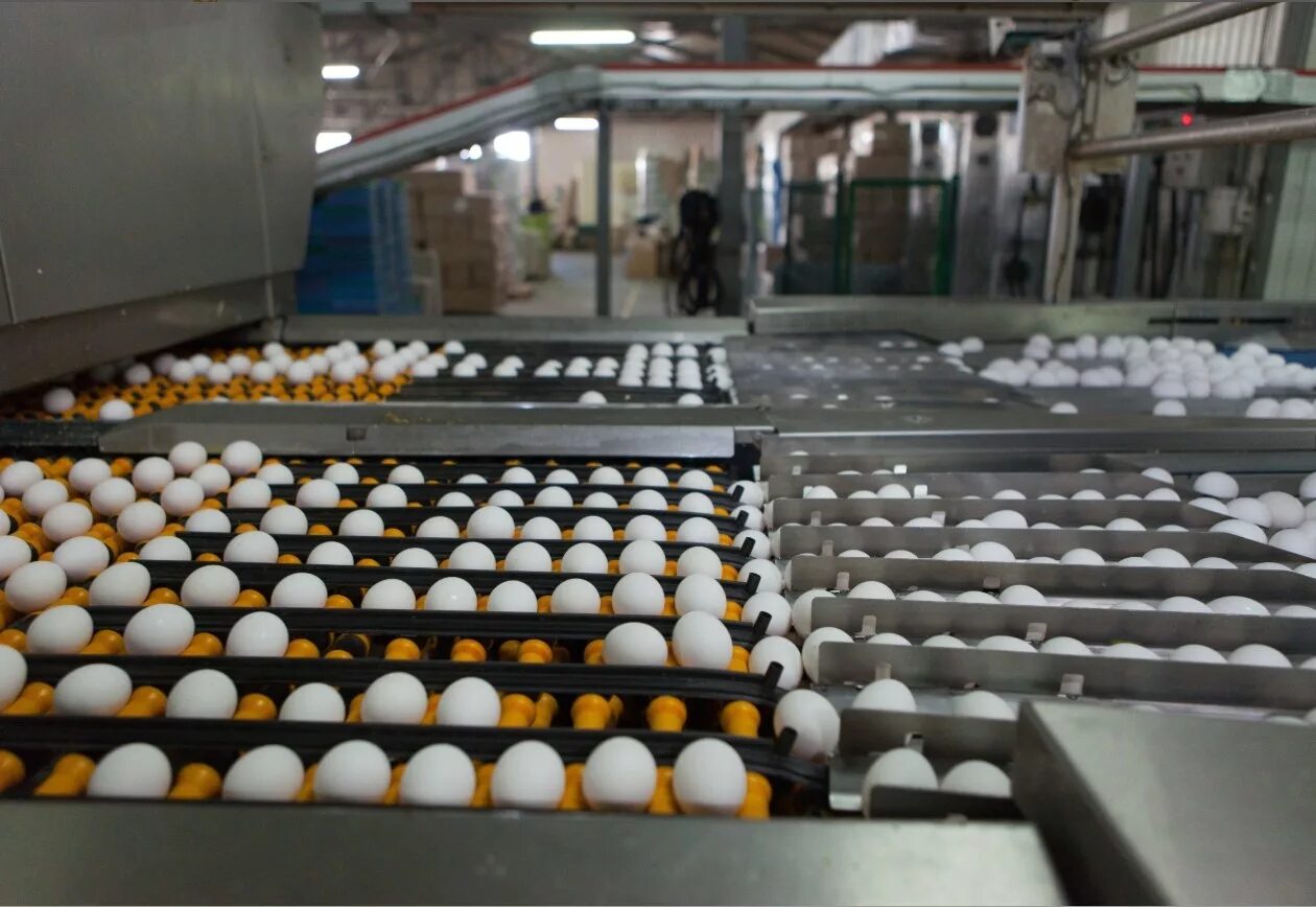 глазов завод птицефабрика. производства яиц в птицеводстве. упаковка яиц на птицефабрике. птицефабрика яйца. цех инкубации рефтинская птицефабрика.
