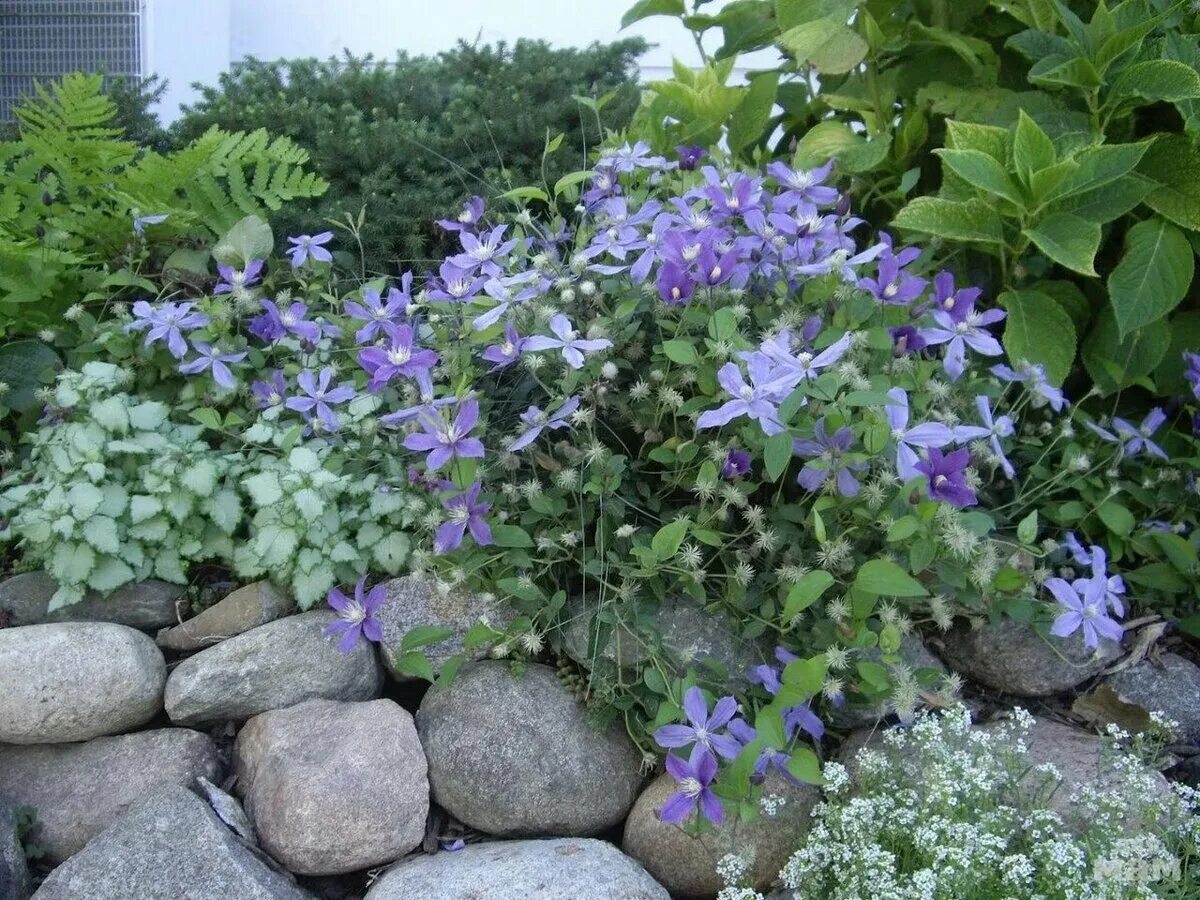 Berlin Warsaw 2016 - Part 4 - International Clematis Society