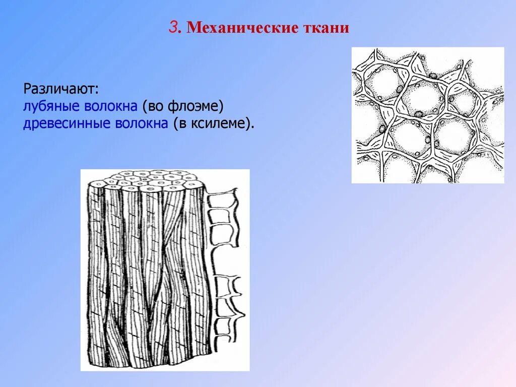 Склеренхима Ксилема флоэма. Древесинные волокна (либриформ). Механические ткани древесные волокна лубяные волокна. Механическая ткань растений склеренхима волокна. Признаки характерные для клеток флоэмы