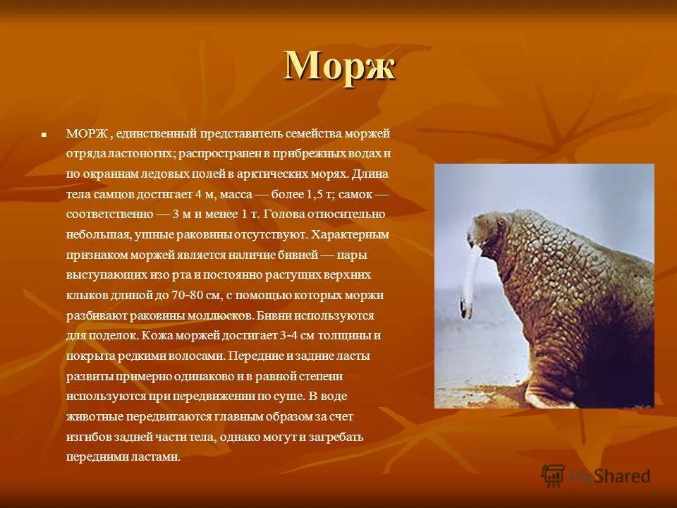 морж описание. морж обитает. морж описание для детей. морж презентация. морж описание.