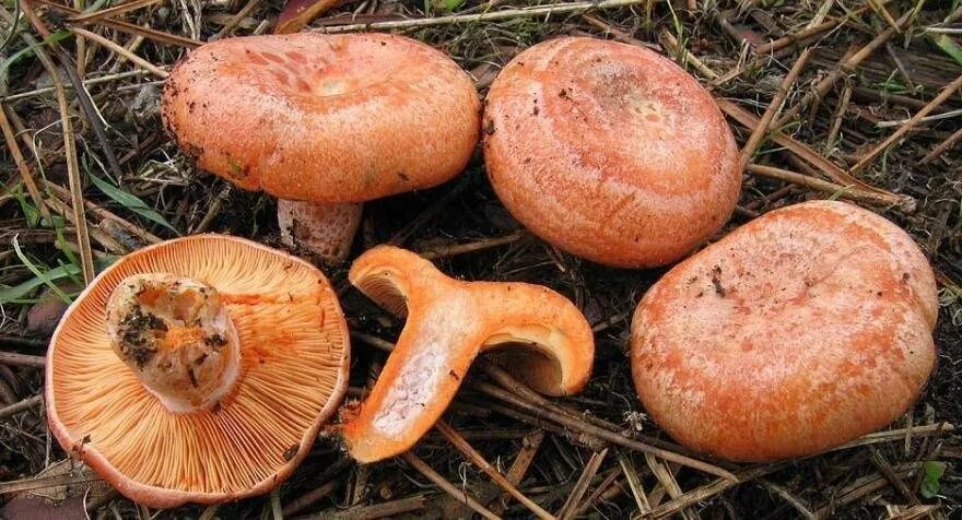 Рыжик 20. Рыжик Сосновый/Боровой (Lactarius deliciosus);. Царский гриб Рыжик. Млечник Рыжик гриб. Грибы рыжики и волнушки.