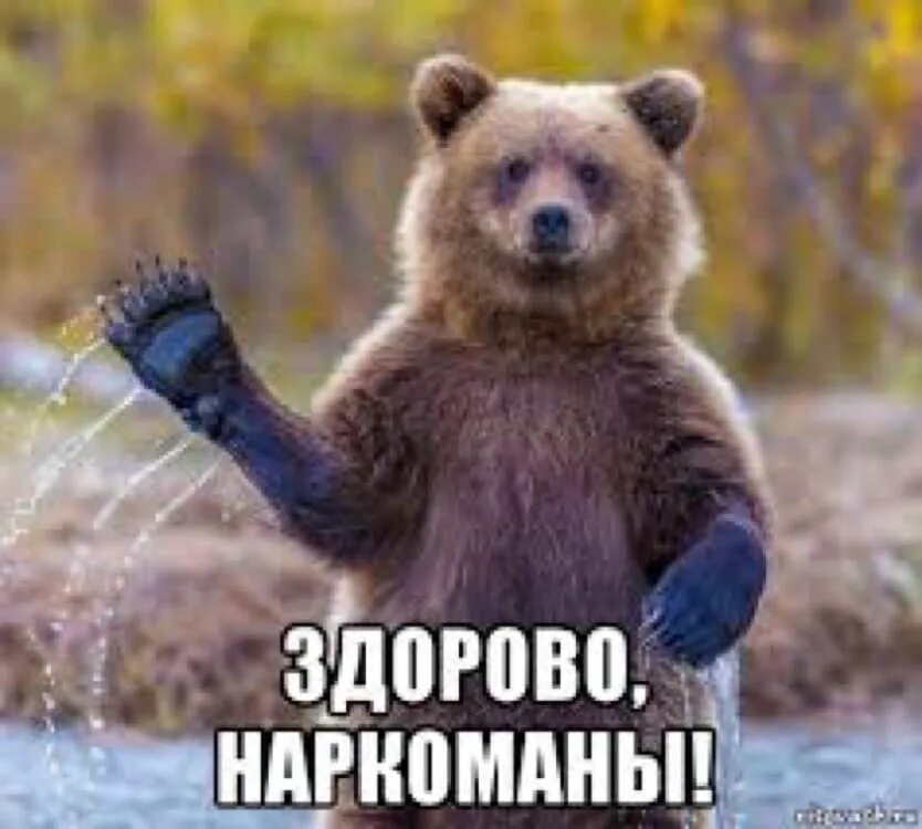 Привет медведь читать. Медведь Мем. Мемы с медведем. Привет медведь. Здорово медведь.