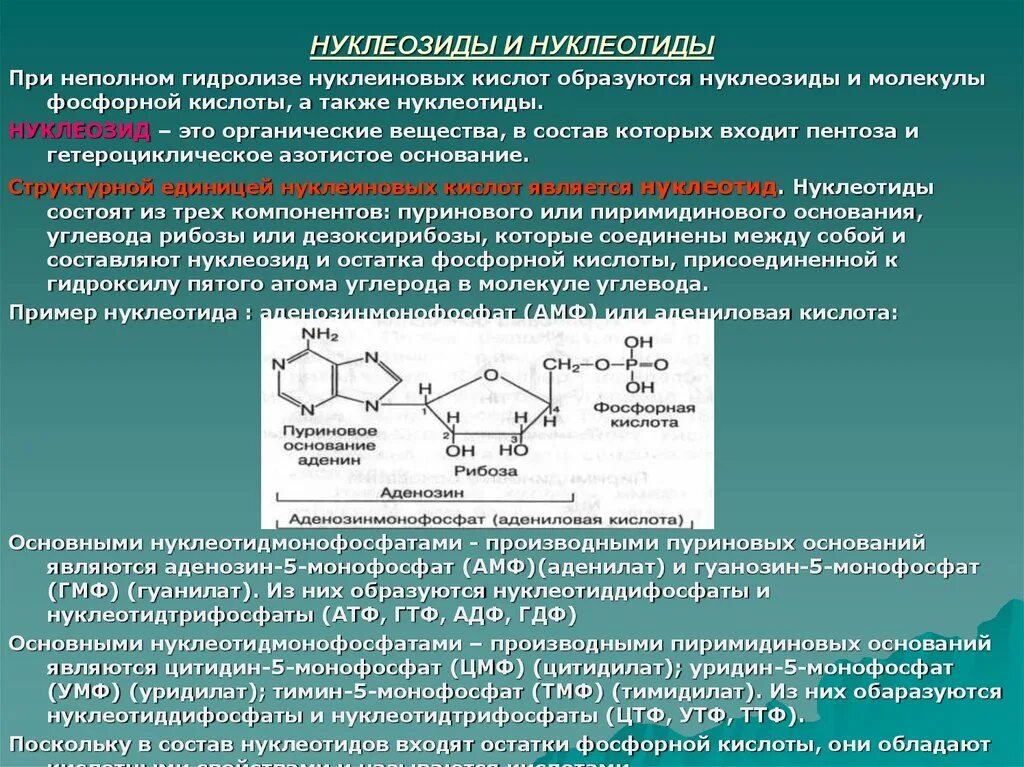 Продуктом является атф. Гидролиз пиримидиновых нуклеозидов. Строение нуклеиновых кислот. Формулы нуклеозидов биохимия. 5. Строение нуклеотидов, нуклеозидов.