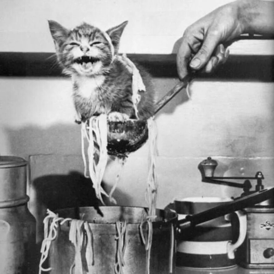Кошки и суп. Суп с котом. Варят кошек