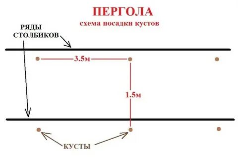 Расстояние между виноградом при посадке в ряду