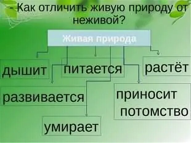 Различия живой и неживой природы. Как отличить живую природу от неживой. Живая природа и неживая отличая. Признаки живых и неживых организмов.