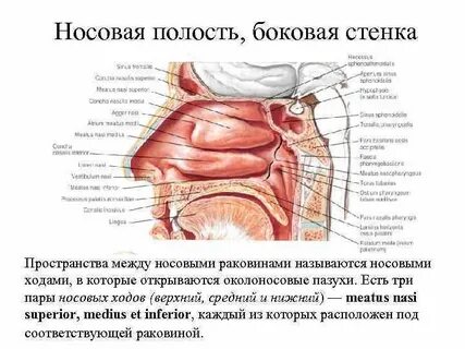 Латеральная полость