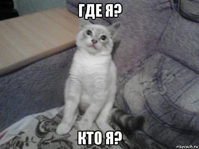 Кот пришел. Хитрые коты с надписями. Не знаешь где кот. В интернете нико не знает что ты. Не знаешь где кот.