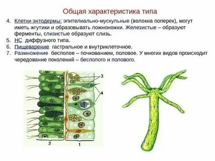 Эпителиально мускульные клетки какой слой