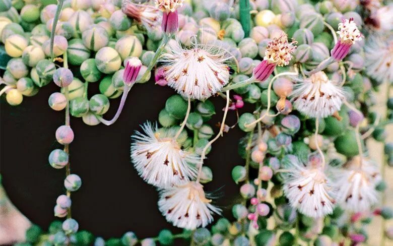 DIY Chandelier Planter Suculentas colgantes, Plantas suculentas, Cactus y sucule