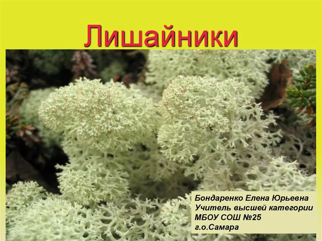 Кроссворд лишайники. Лишайники кладония Самарской области. Мхи и лишайники Самарской области. Мхи и лишайники презентация. Лишайники 5 класс биология.