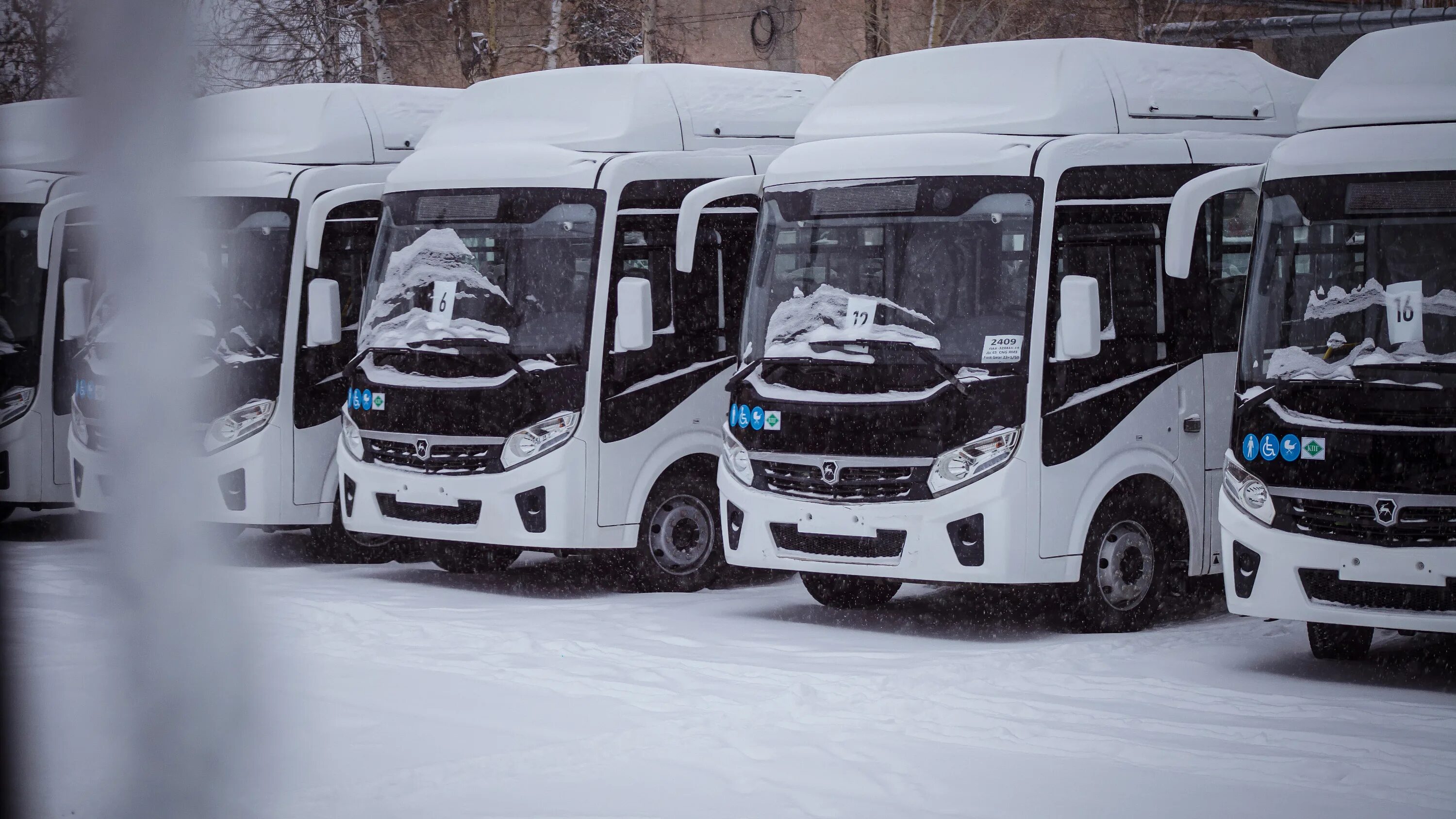 Сайт транспорт новосибирска. Новые автобусы. Транспорт Новосибирск. Новые маршрутки. Новые автобусы Новосибирск.