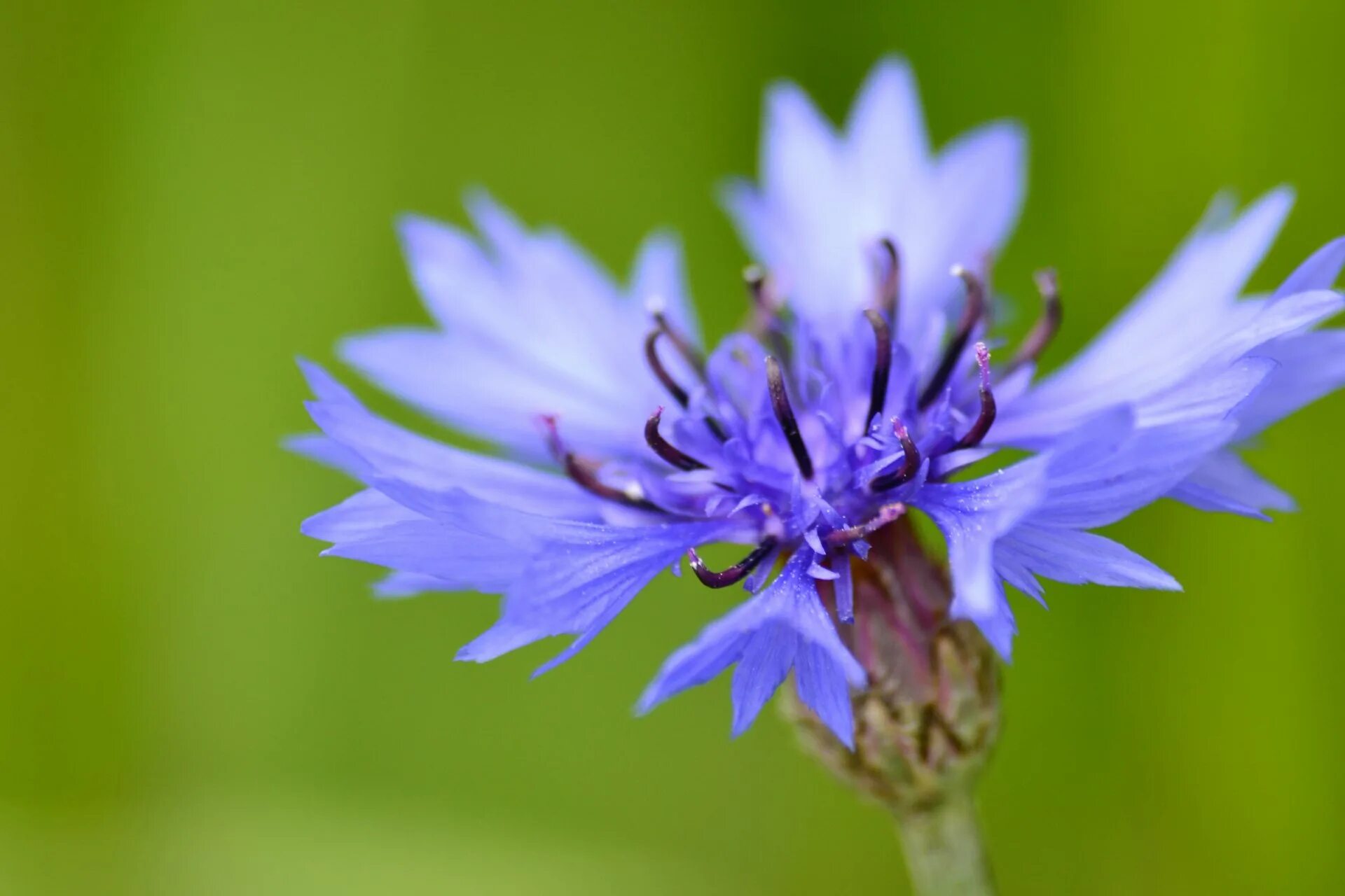 Василёк Боровой. Василёк Донской. Василек трехжилковый (Centaurea trinervia). Василёк Донской (Centaurea tanaitica Klok.). Брат василька