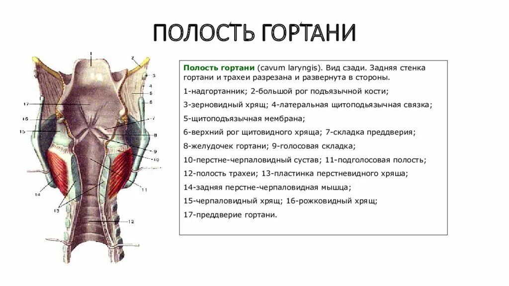 Особенности строения полости гортани. Строение гортани. Строение полости гортани. Преддверие гортани анатомия.