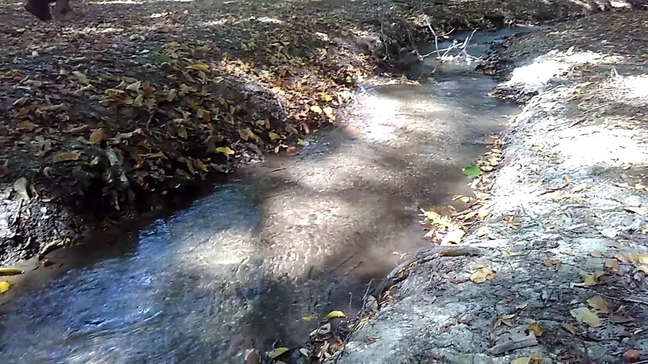 Самурский лес (Магарамкентский район). Самурский лес в Дагестане. Самурский национальный парк. Река Самур в Самурском лесу.