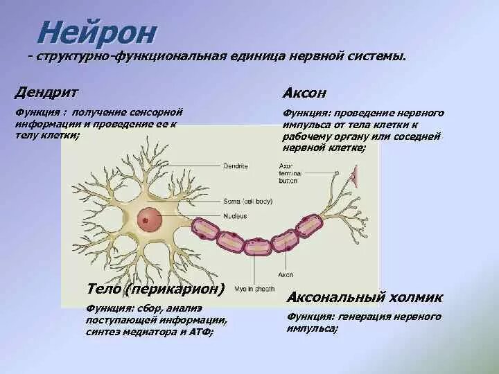 Структурные функциональные единицы нервной клетки