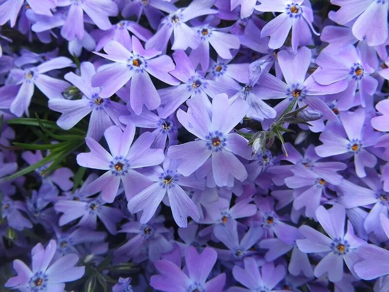 Флокс шиловидный Линденталь. Флокс шиловидный Emerald Cushion Blue. Флокс шиловидный Lindenthal. Флокс шиловидный голубой. Флокс шиловидный многолетний описание