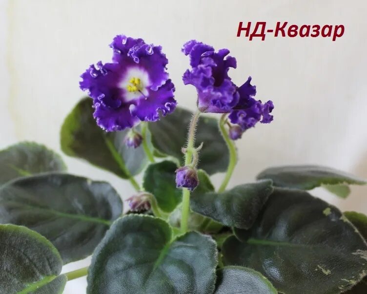 Сенполия нд квазар. Сенполия тортуга. Фиалка нд саяны. Сенполия нд квазар. Фиалка нд квазар white.