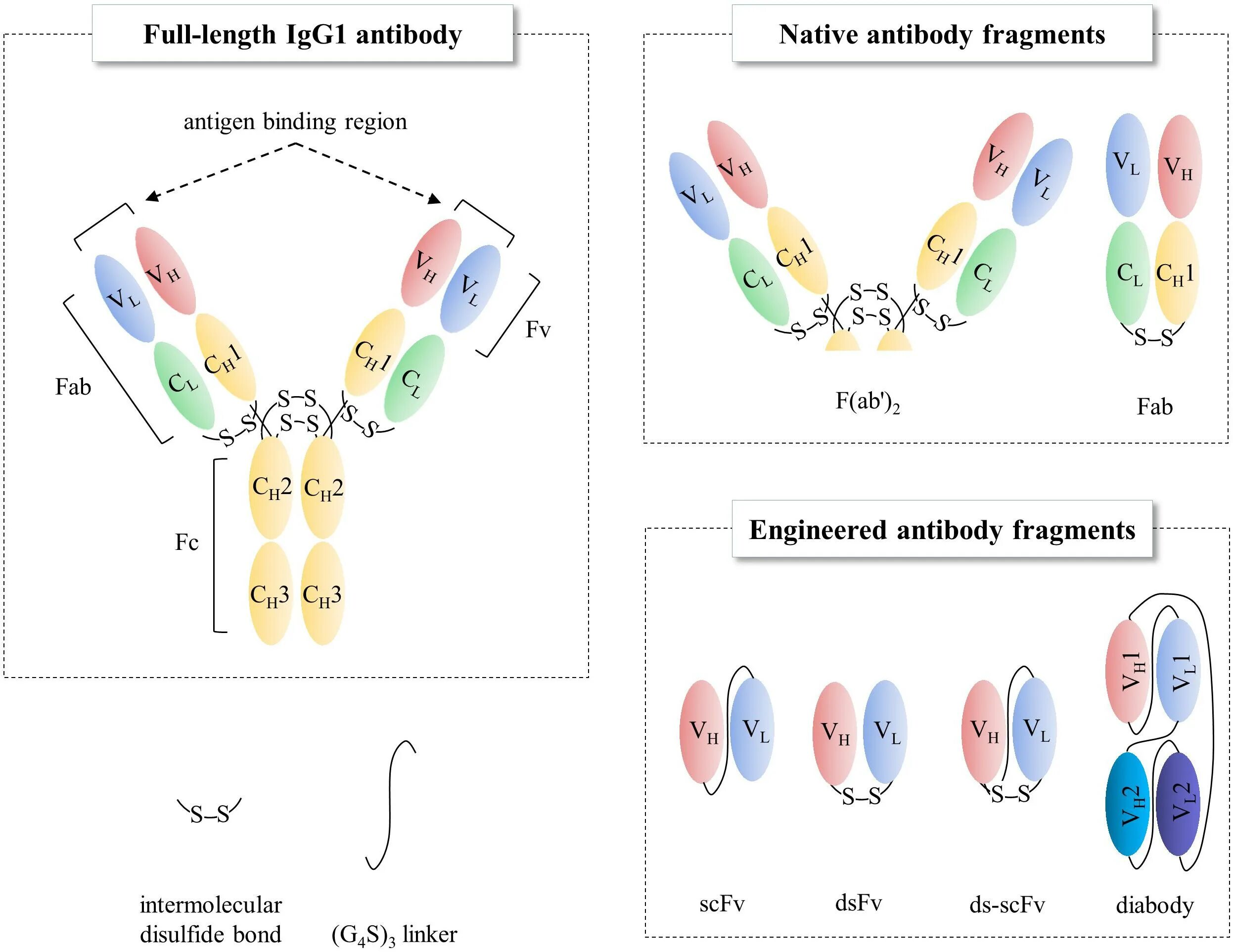 Fab фрагмент антитела. Scfv antibodies. scfv антитела. recombinant antibodies and ig fragments. fab fragments igg.