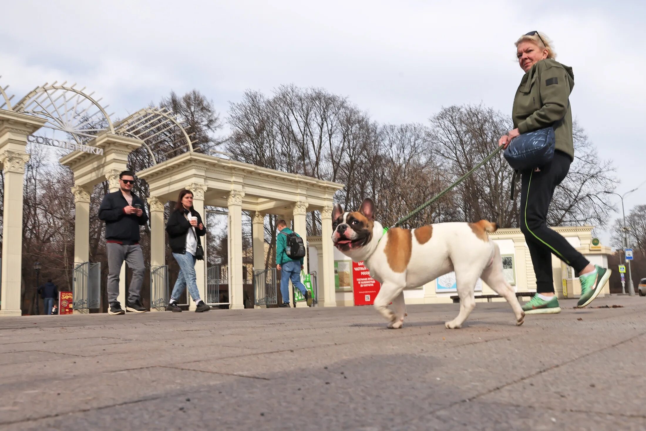 Гулять с собаками москва